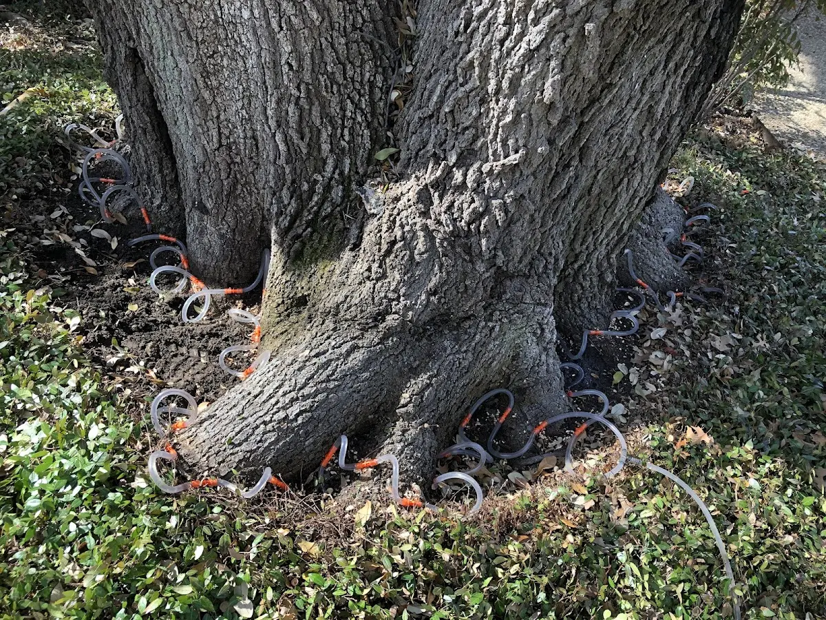 Detailed Tree Cabling and Bracing job site in New Laguna