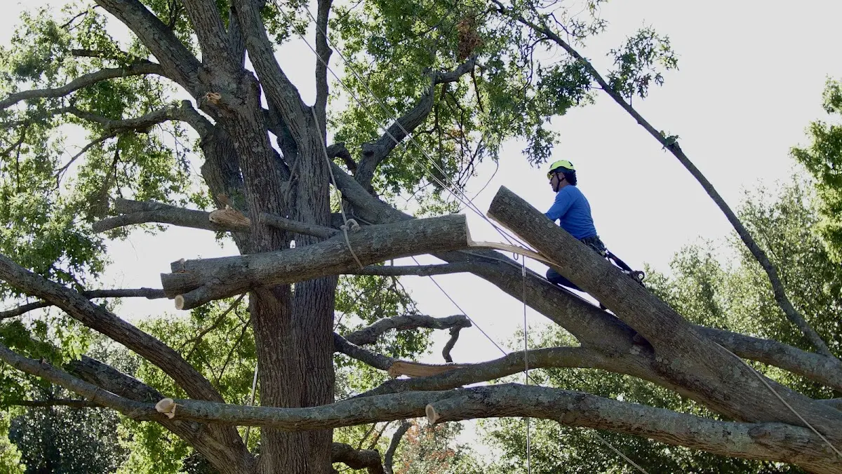 Professional Crown Thinning performed by certified arborists in New Laguna