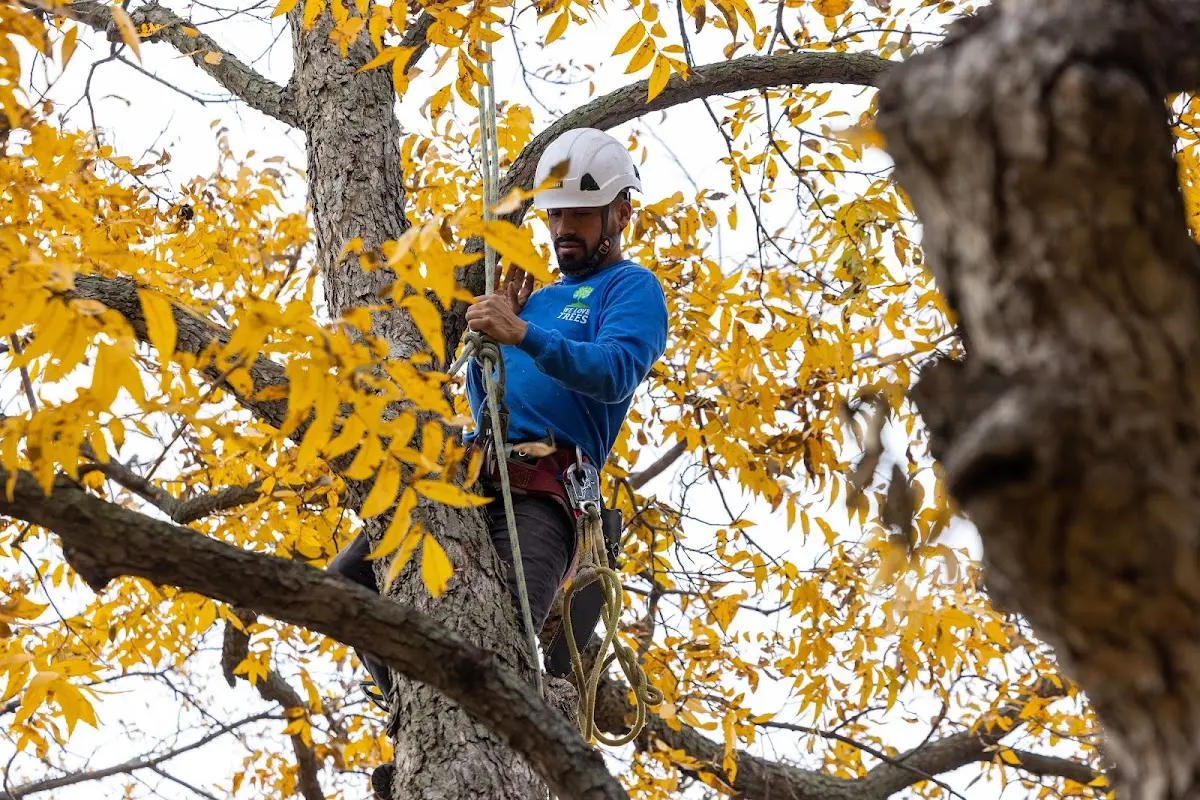 Skilled Tree Pruning crew working in New Laguna