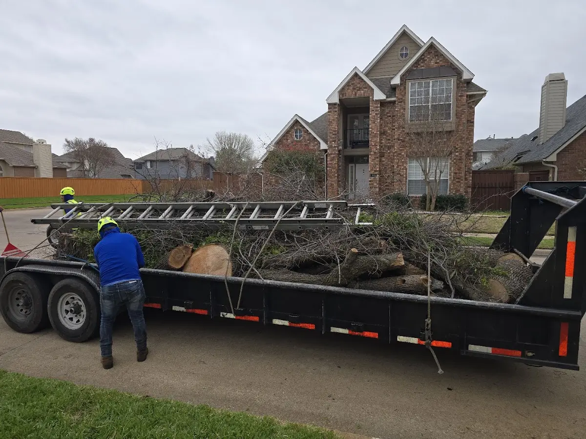 Expert Tree Pest Control with proper safety equipment in New Laguna